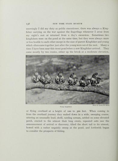 image of page from book, text and black and white photograph of 6 kingfisher chicks on a branch